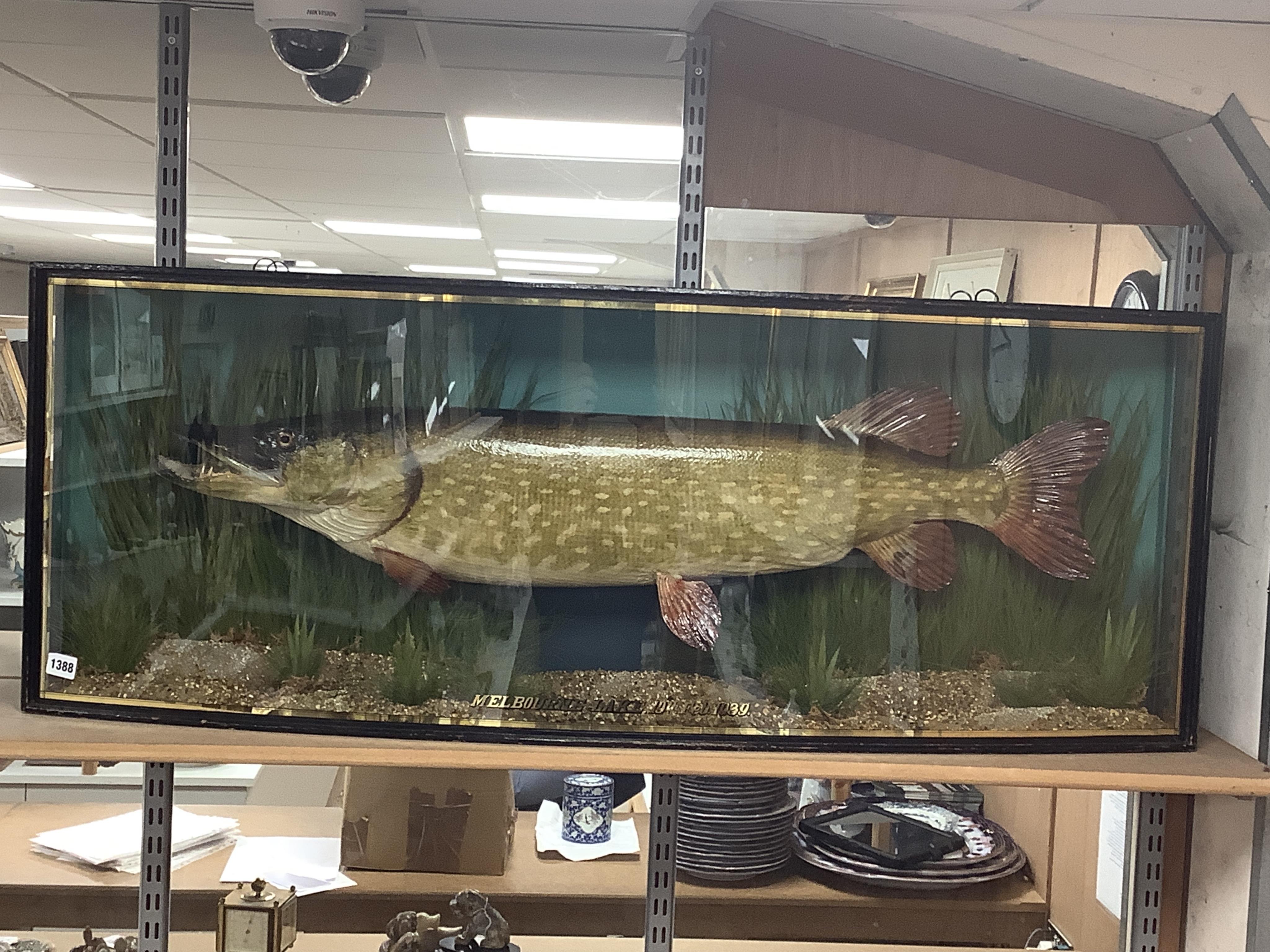 Taxidermy- J. Cooper & Sons pike, ‘MELBOURNE LAKE 19th Feb. 1939’, bowfront case, 120cm wide. Condition - good, some wear to case